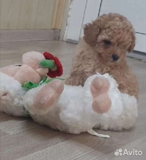 Той-пудель мальчик и девочка