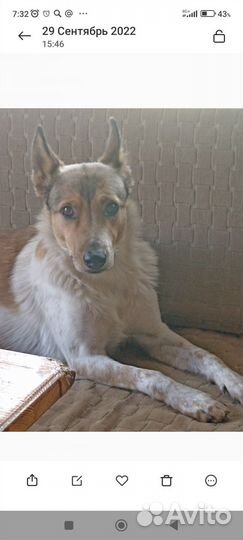 Потерялась собака