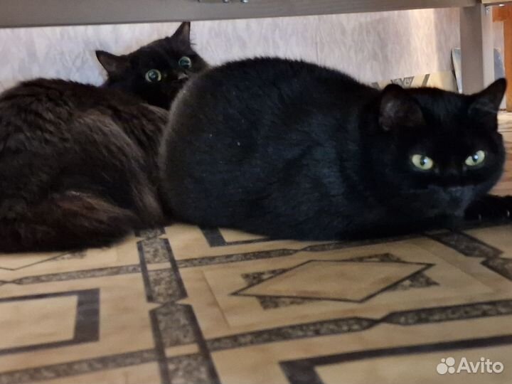 Отдам двух черных кошек-сестренок