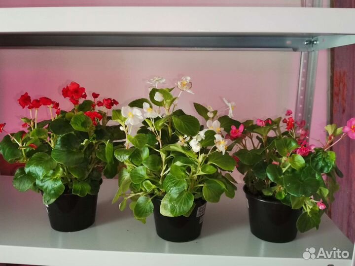 Бегония элатиор