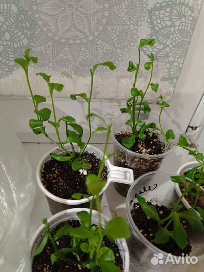 Рассада летников