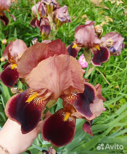 Цветы для сада