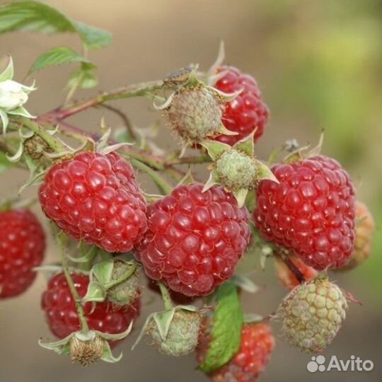 Малина Химбо топ