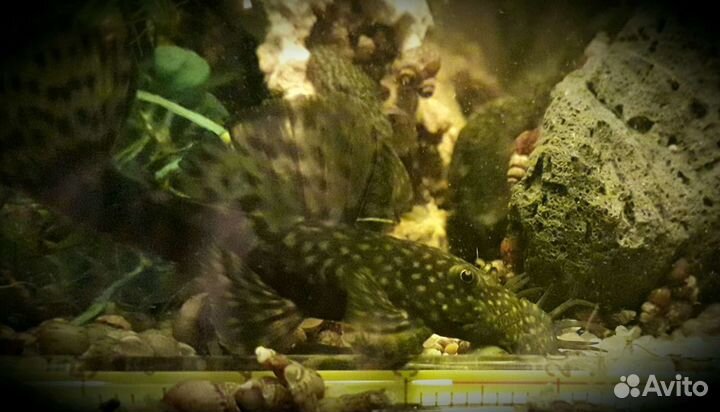 Анциструсы взрослые самцы и малыши