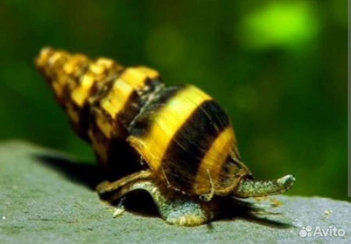 Улитки аквариумные