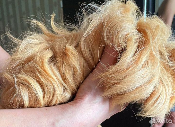 Морская свинка девочка