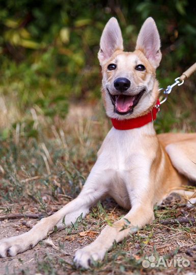 Щенок подросток