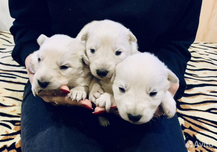 Щенки белой швейцарской овчарки бшо