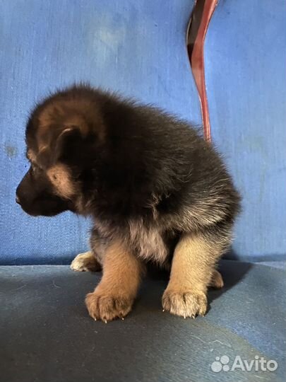 Немецкая овчарка