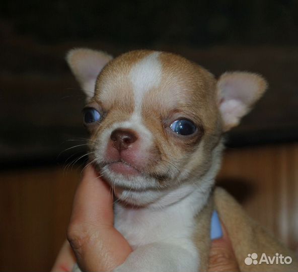 Чихуахуа - мальчик под резерв