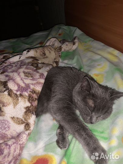 Отдам бесплатно