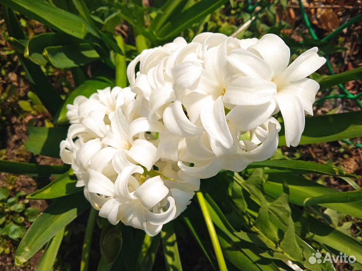 Многолетние садовые цветы, декоративные кустарники