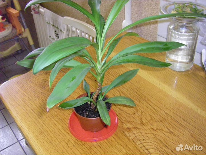 Драцены Аглаонемы Лудизии