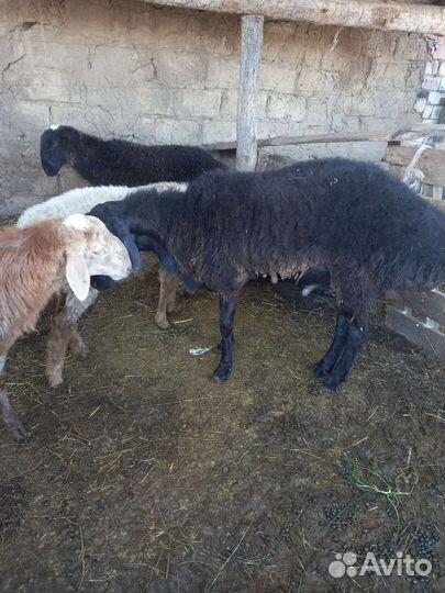 Баран на племя