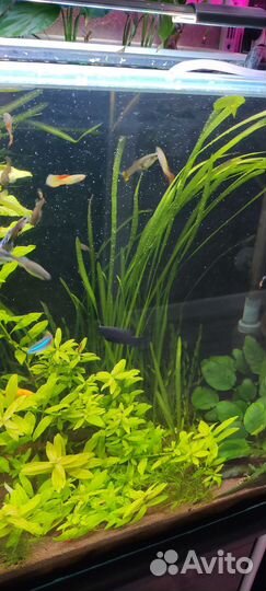 Аквариум с тумбой
