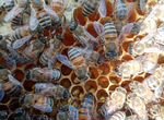 Пчеломатки плодные бакфаст