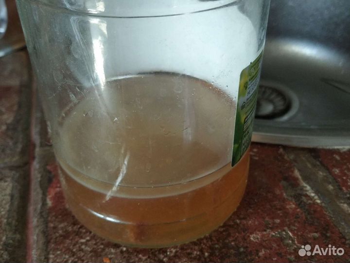 Чайный гриб