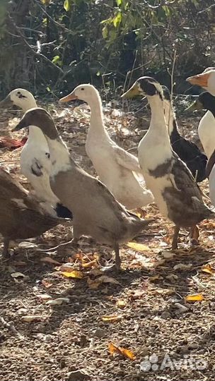 Утки индийский бегунок