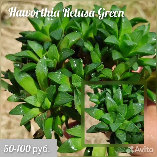 Сортовые хавортии 2