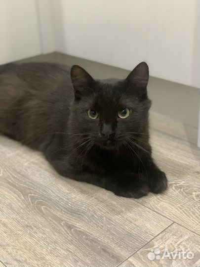 Котик в добрые руки