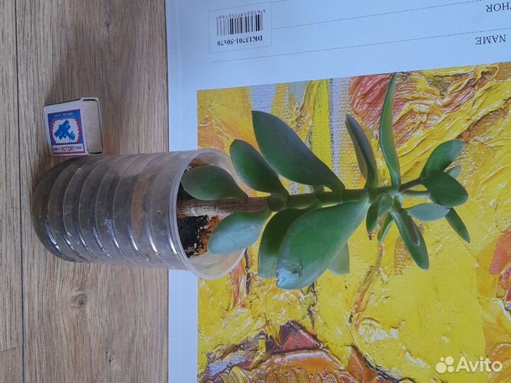 Денежное дерево