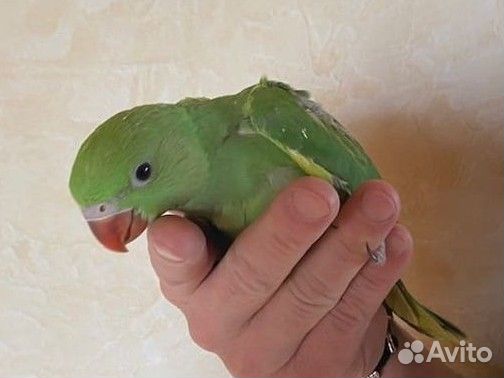 Выкормыши ожереловых попугаев