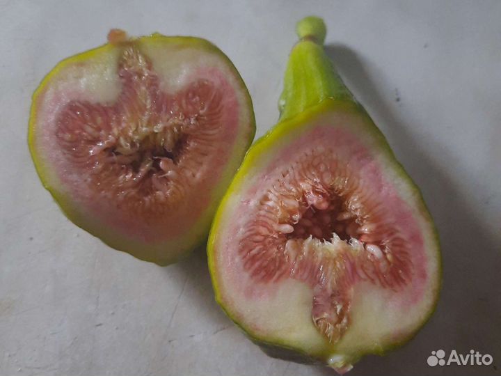 Саженцы инжира