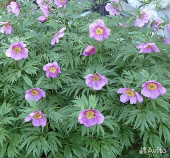 Ранние многолетники