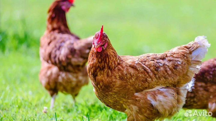 Куры несушки