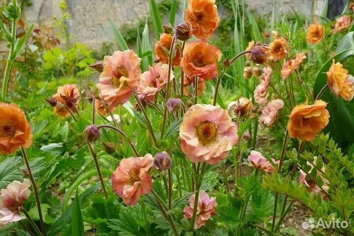 Многолетники из своего сада