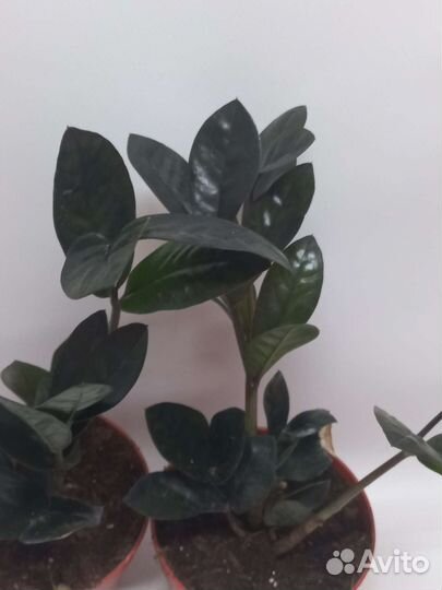 Замиокулькас черный равен