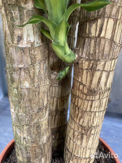 Пальма драцена маргината