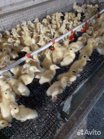 Гусята и утята