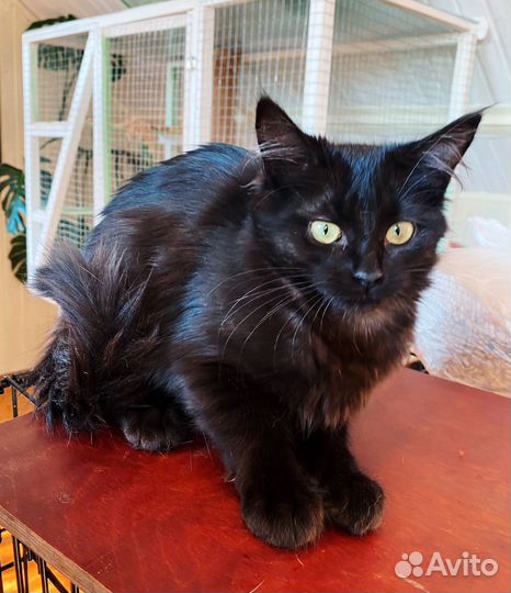 Ласкуша кошечка в добрые руки