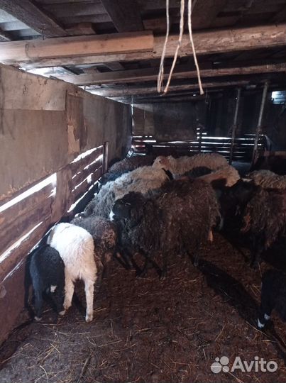 Овцы бараны ягнята оптом
