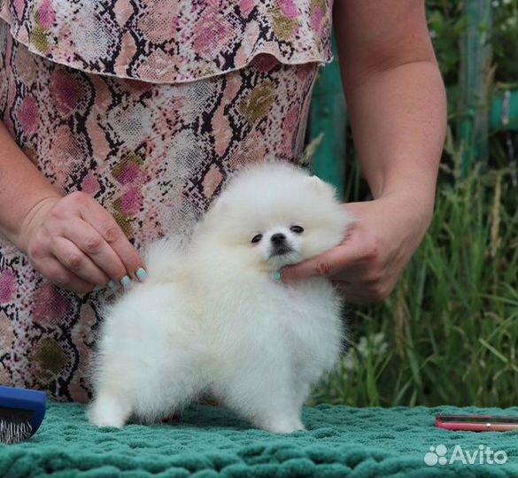 Щенки померанского шпица