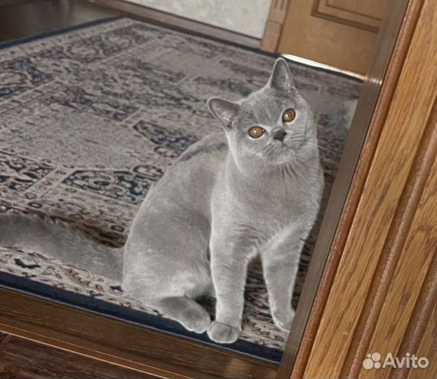 Британский кот на вязку
