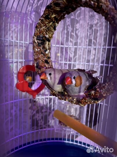 Зебровые амадины, птенчики