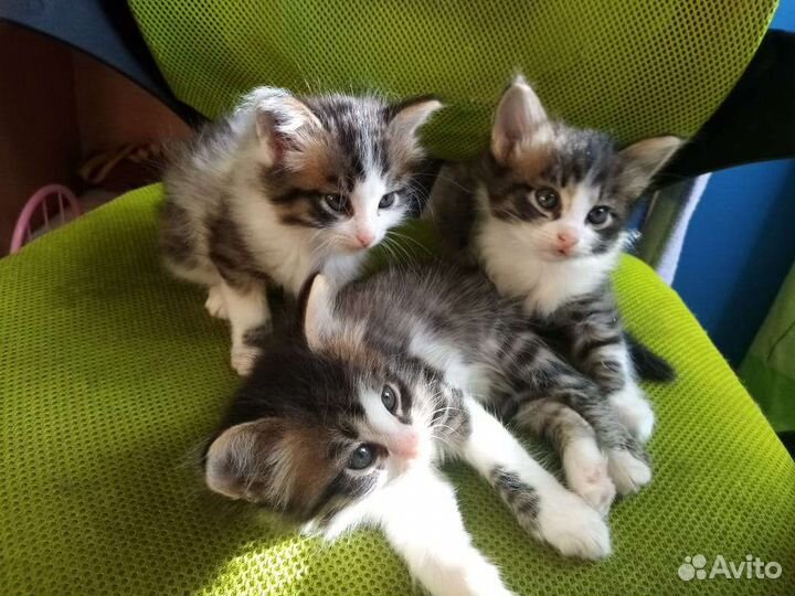 Отдам котят бесплатно, в хорошие руки