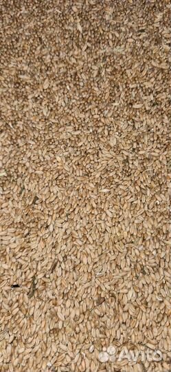 Пшеница фуражная и 3-класс