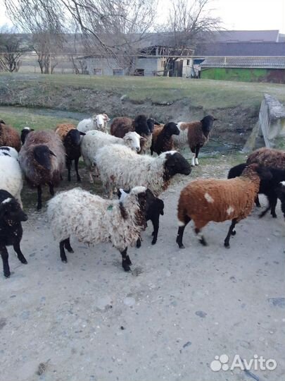 Овцы, бараны, ягнята
