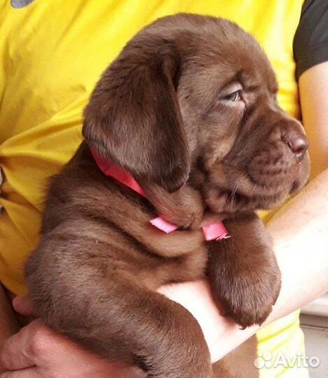Щенки лабрадора