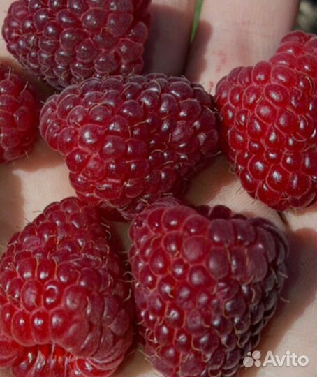 Малина ягоды свежая