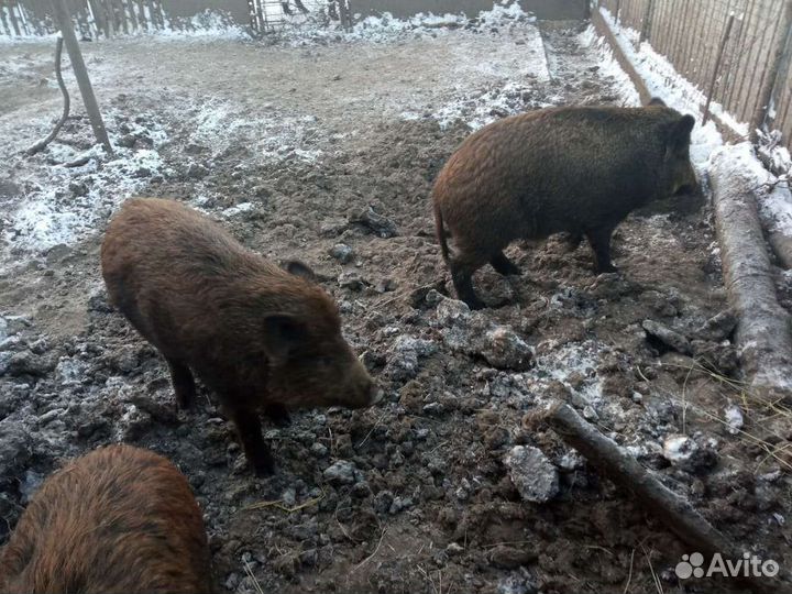 Кабаны дикие