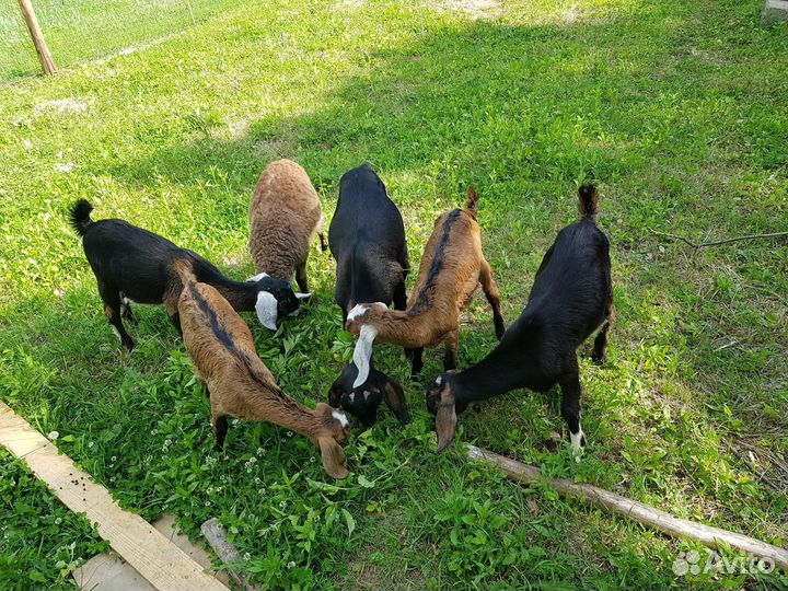 Англо нубийский козел