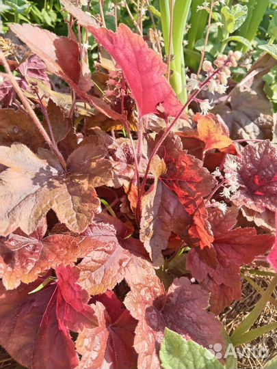 Хоста растение, гейхера