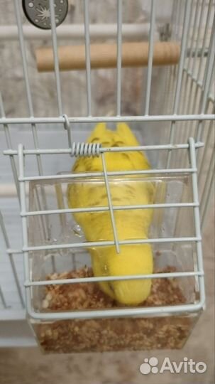 Волнистый попугай с клеткой