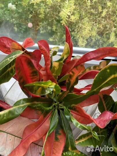 Комнатные растения кротон 4 вида