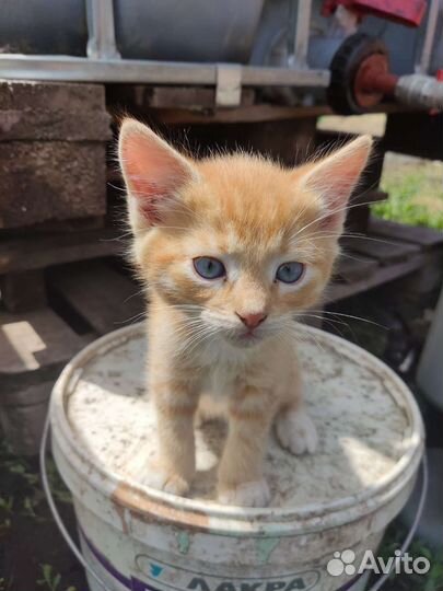 Котята в добрые руки