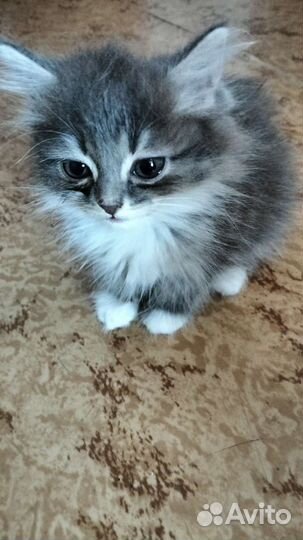 Котята